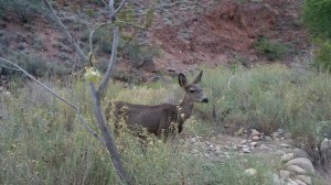 Other Phantom Ranch residents.