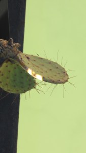 a very determined cactus  growing on the black bridge.