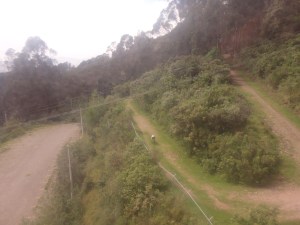 Cows on the bike trail.