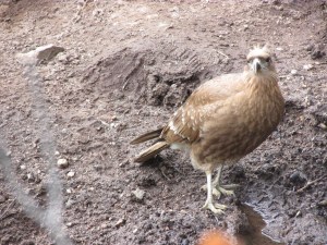 A hawk who had no fear near the top.