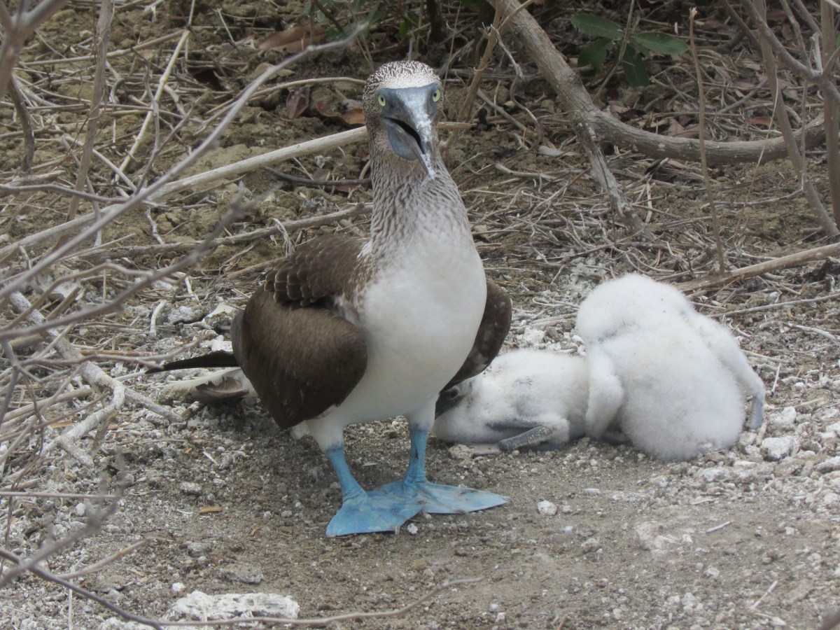 Two Clueless Canadians in Ecuador- Isla de la Plata and Los&nbsp;Frailes