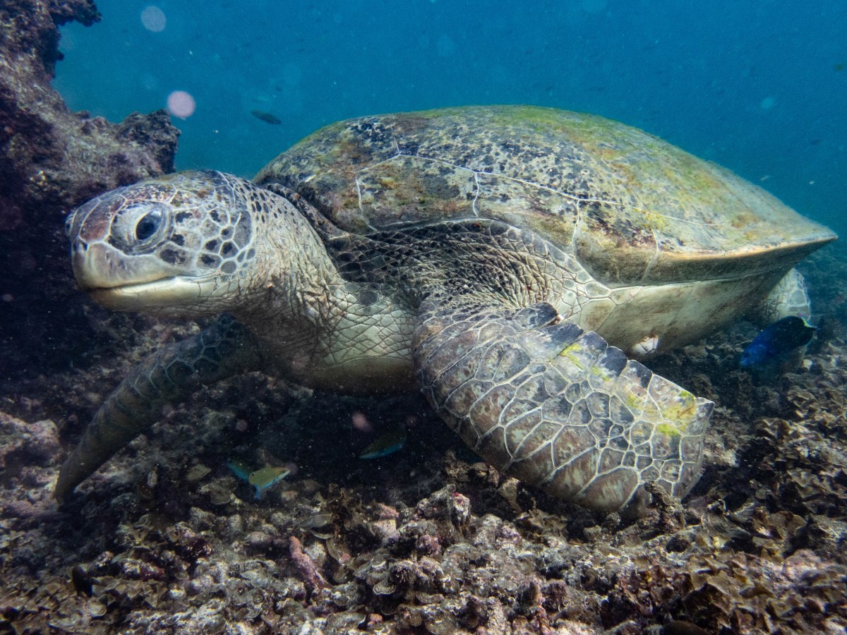 Thailand- Koh Tao- December&nbsp;2022